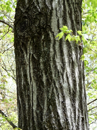 {Quercus rubra}